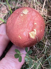 Hortiboletus campestris