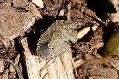 Hymenarcys nervosa