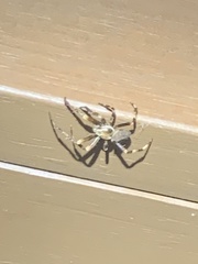 Araneus nordmanni