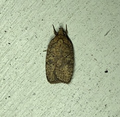 Agonopterix thelmae