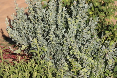 Atriplex vesicaria