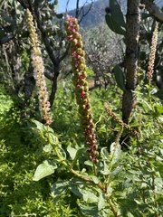 Phytolacca icosandra