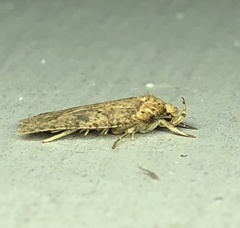 Agonopterix thelmae