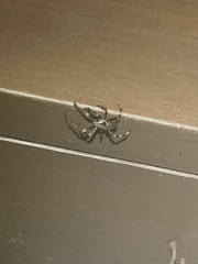 Araneus nordmanni