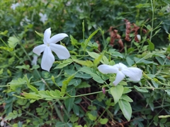 Jasminum polyanthum