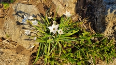 Ipheion uniflorum