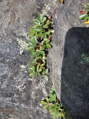 Sibbaldiopsis tridentata