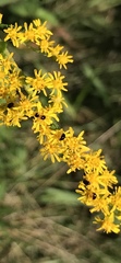 Olibrus