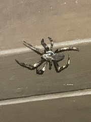 Araneus nordmanni