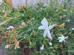 Jasminum polyanthum