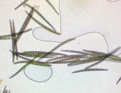 Geoglossum difforme