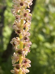 Phytolacca icosandra