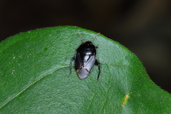 Pangaeus bilineatus
