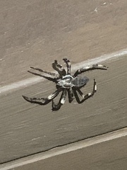 Araneus nordmanni