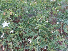 Jasminum polyanthum