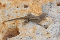 Sceloporus tristichus