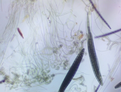 Geoglossum difforme