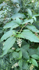 Phytolacca americana