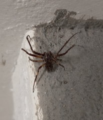 Larinioides sclopetarius