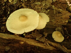 Inocybe geophylla