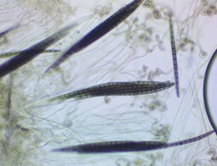 Geoglossum difforme