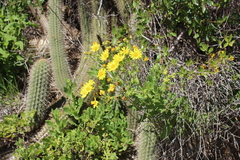 Senecio californicus