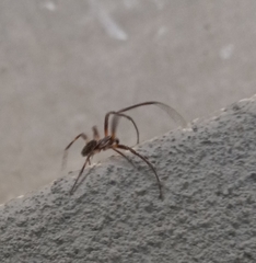 Larinioides sclopetarius