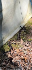 Crotalus horridus