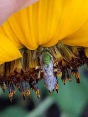 Agapostemon
