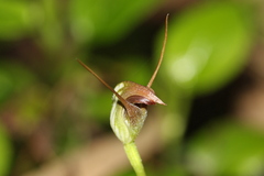 Pterostylis pedunculata