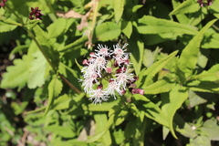 Aristeguietia salvia