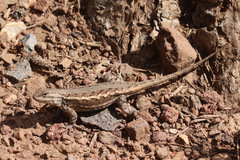 Sceloporus tristichus