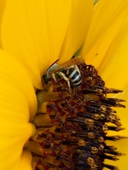 Agapostemon