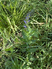 Lobelia fenestralis