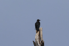 Melanerpes lewis