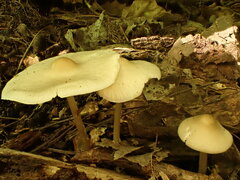 Inocybe geophylla