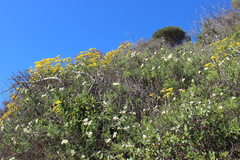 Senecio californicus