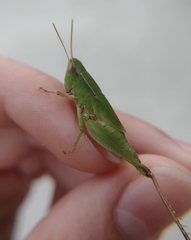 Dichromorpha viridis