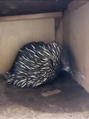 Tachyglossus aculeatus
