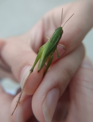 Dichromorpha viridis