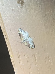 Xanthorhoe ferrugata