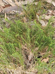 Lomandra obliqua