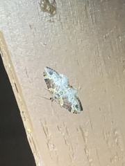 Xanthorhoe ferrugata