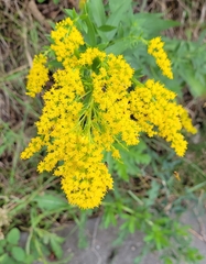 Solidago