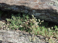 Paronychia argyrocoma