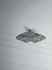 Xanthorhoe ferrugata