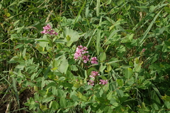 Apocynum venetum