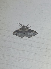 Xanthorhoe ferrugata