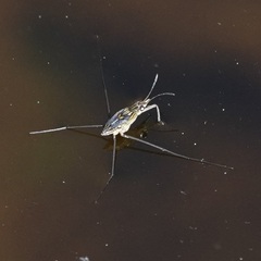 Gerrini