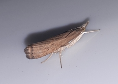 Parapediasia teterrellus